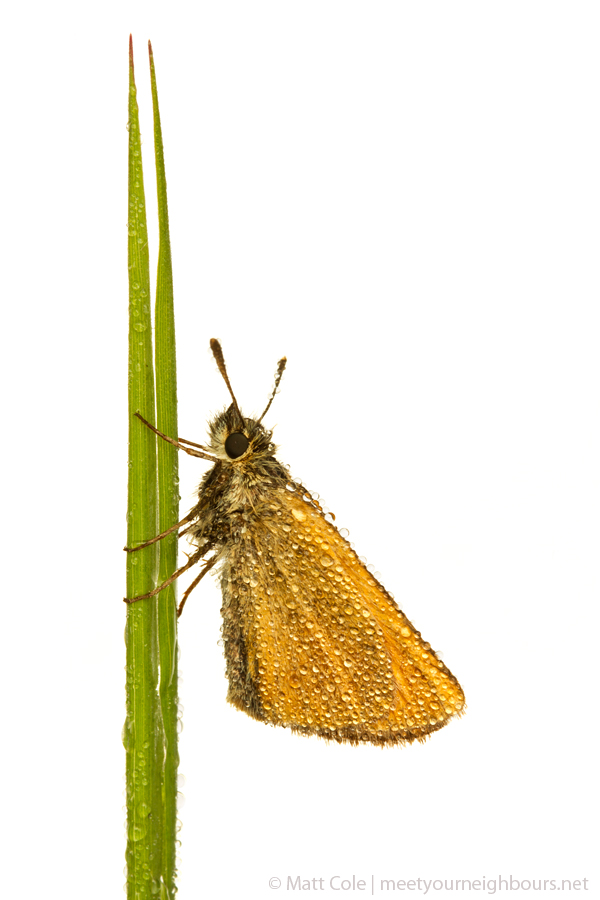 MYN Small Skipper 1